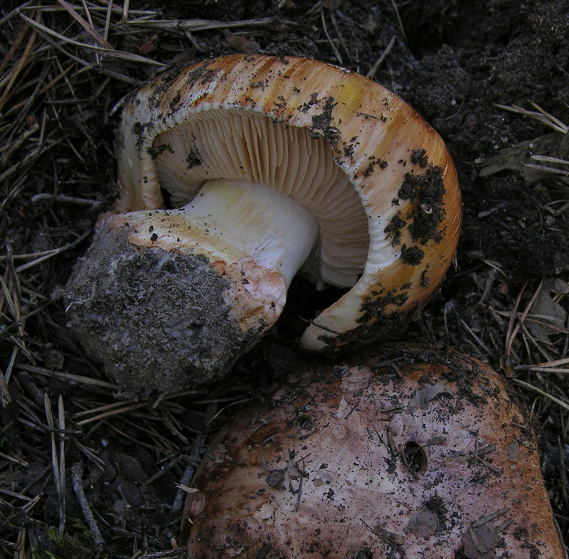 Indovina indovinello cosa metto nel cestello.....